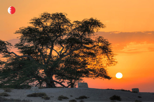 Life of Tree Bahrain: Explore the Famous Tree of Life in the Desert